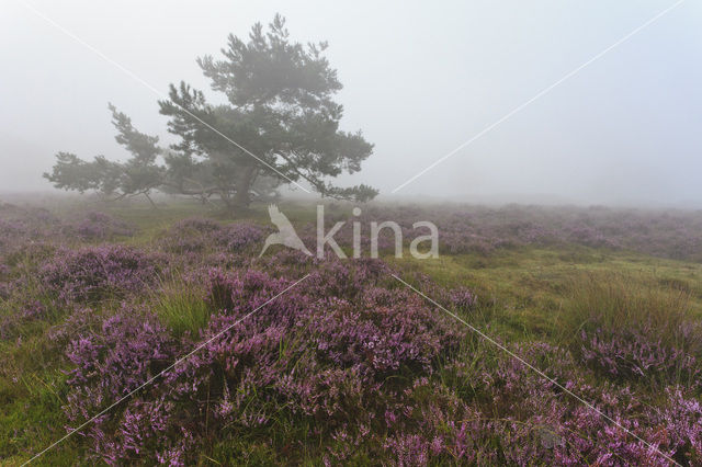 Grove den (Pinus sylvestris)