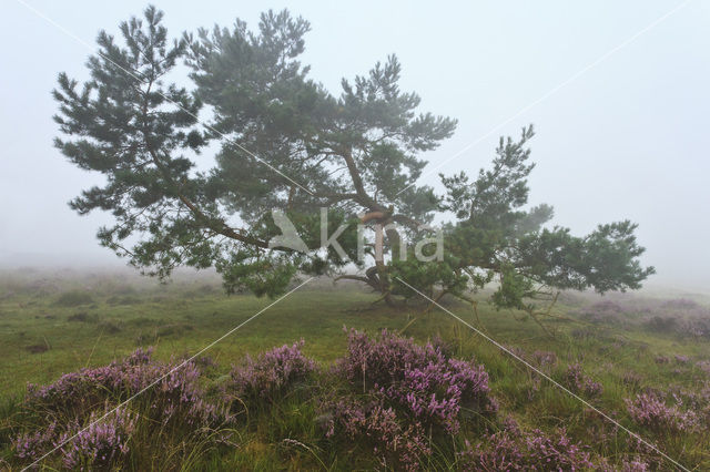 Grove den (Pinus sylvestris)