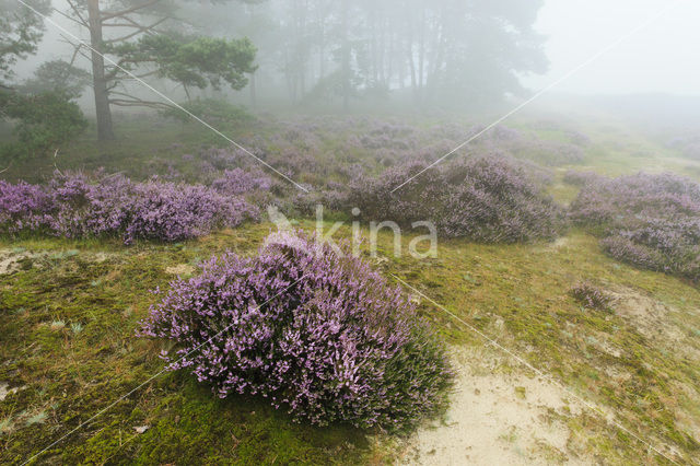 Grove den (Pinus sylvestris)