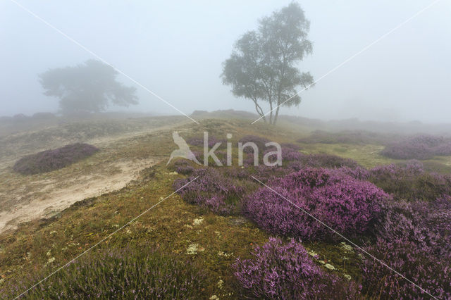 Grove den (Pinus sylvestris)