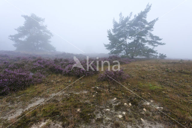 Grove den (Pinus sylvestris)