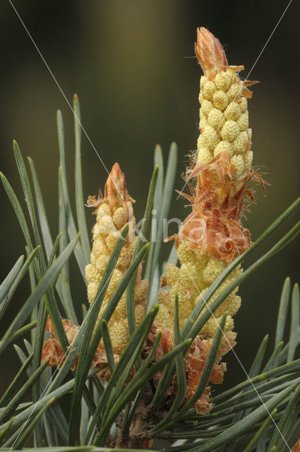 Grove den (Pinus sylvestris)