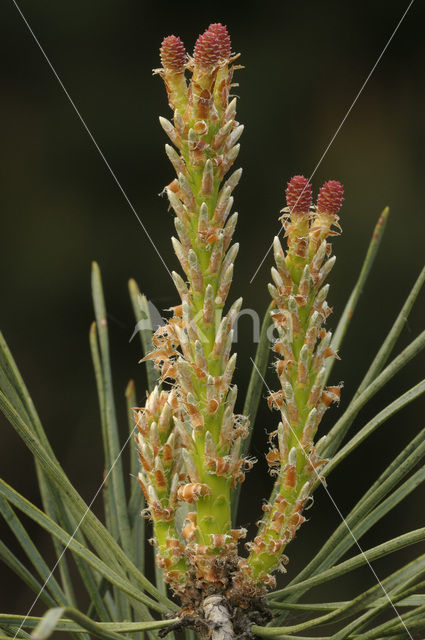 Grove den (Pinus sylvestris)