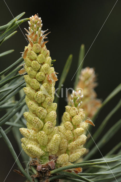 Grove den (Pinus sylvestris)