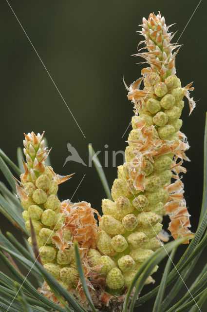 Grove den (Pinus sylvestris)