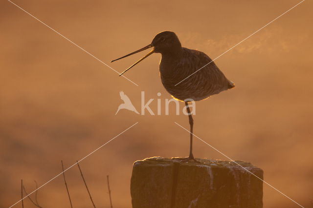 Grutto (Limosa limosa)