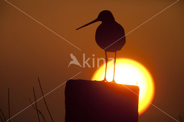 Grutto (Limosa limosa)