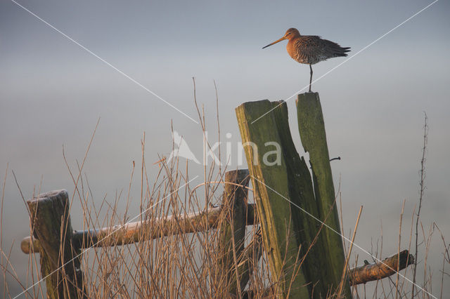 Grutto (Limosa limosa)