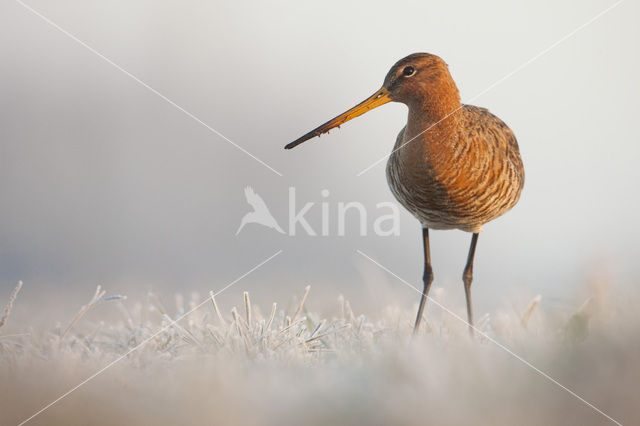 Grutto (Limosa limosa)