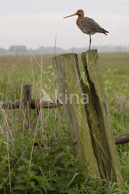 Grutto (Limosa limosa)