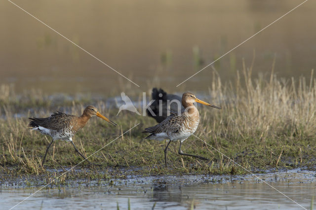 Grutto (Limosa limosa)