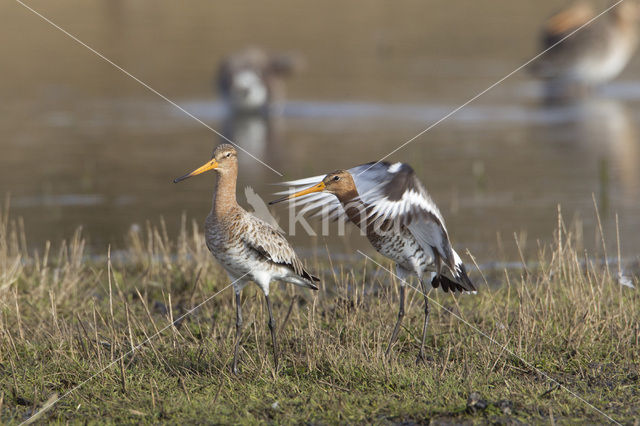 Grutto (Limosa limosa)