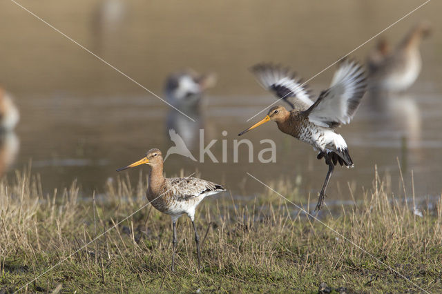 Grutto (Limosa limosa)