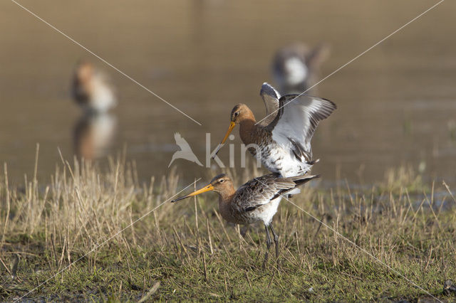 Grutto (Limosa limosa)