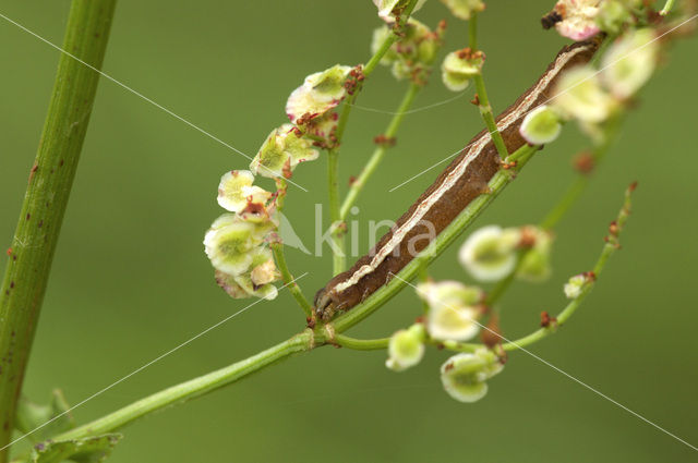 Vogelwiekje (Dypterygia scabriuscula)