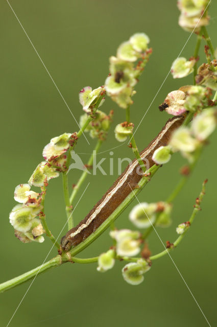 Vogelwiekje (Dypterygia scabriuscula)