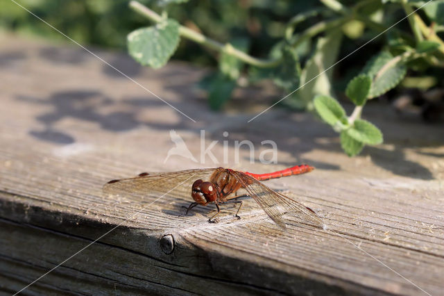 Heidelibel (Sympetrum sp.)