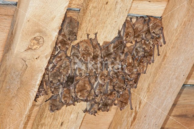 Ingekorven vleermuis (Myotis emarginatus)