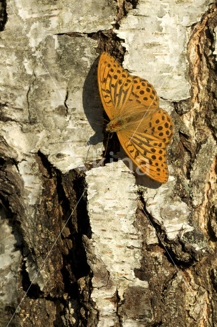 Keizersmantel (Argynnis paphia)