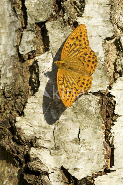 Keizersmantel (Argynnis paphia)