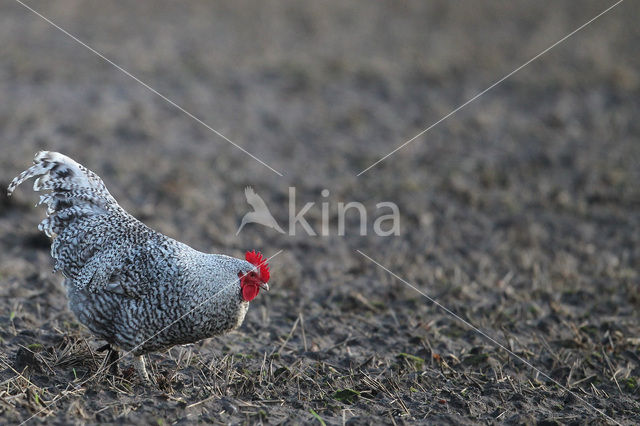 Kip (Gallus spec.)