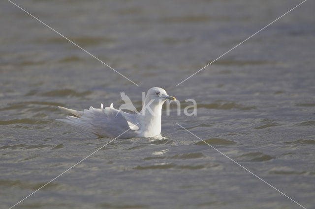 Kleine Burgemeester (Larus glaucoides)