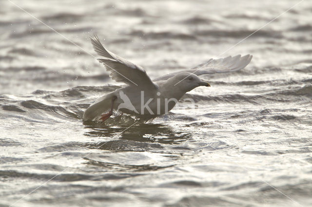 Iceland Gull (Larus glaucoides)