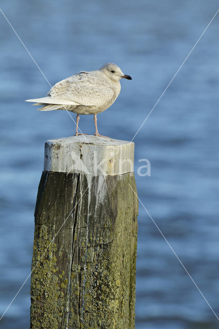 Kleine Burgemeester (Larus glaucoides)