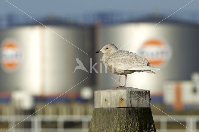 Kleine Burgemeester (Larus glaucoides)