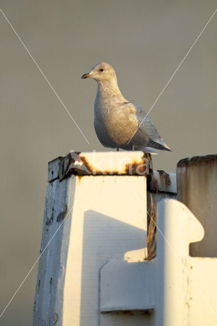 Kleine Burgemeester (Larus glaucoides)