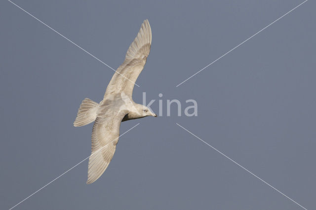 Kleine Burgemeester (Larus glaucoides)