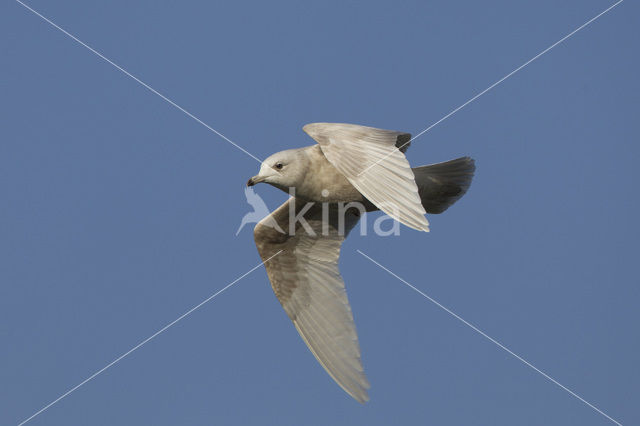 Kleine Burgemeester (Larus glaucoides)