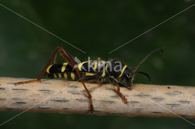 Kleine wespenbok (Clytus arietis)