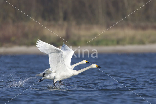 Kleine zwaan (Cygnus bewickii)