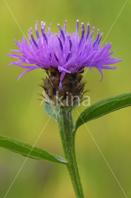 Knoopkruid (Centaurea jacea)