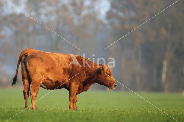 Koe (Bos domesticus)