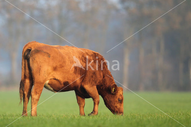 Koe (Bos domesticus)