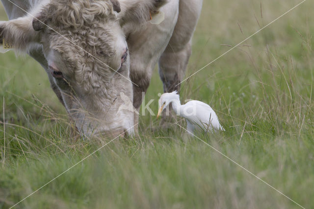 Koereiger (Bubulcus ibis)