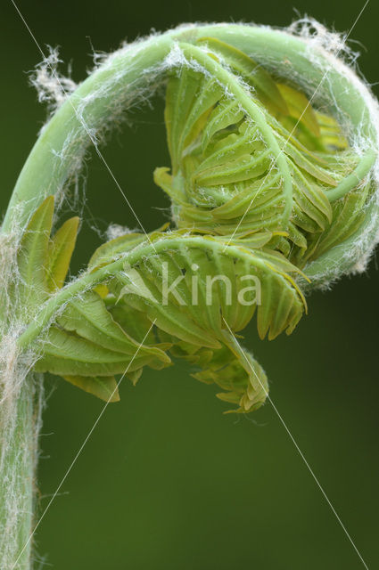 Koningsvaren (Osmunda regalis)