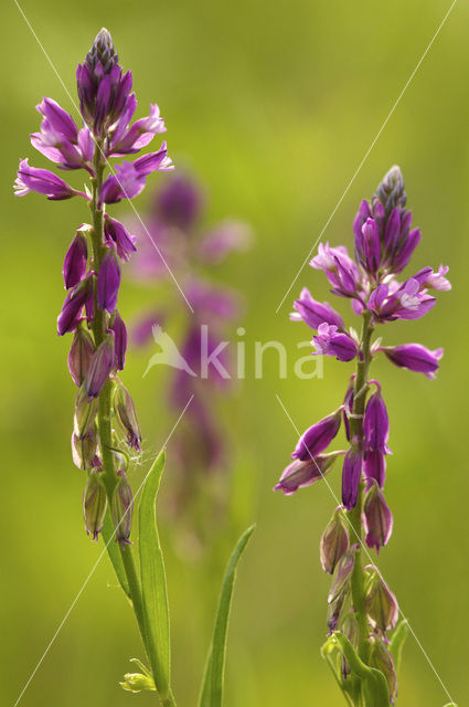 Kuifvleugeltjesbloem (Polygala comosa)