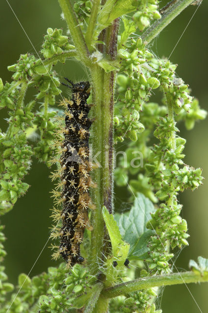 Landkaartje (Araschnia levana)