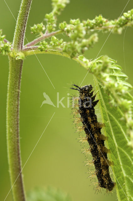 Landkaartje (Araschnia levana)