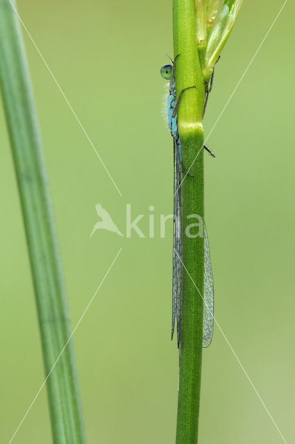 Lantaarntje (Ischnura elegans)