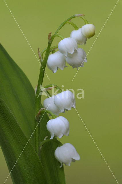 Lelietje-van-dalen (Convallaria majalis)