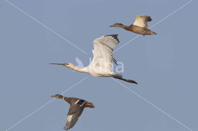 Lepelaar (Platalea leucorodia)