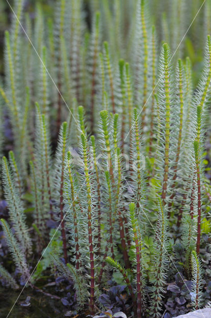 Mare’s-tail (Hippuris vulgaris)