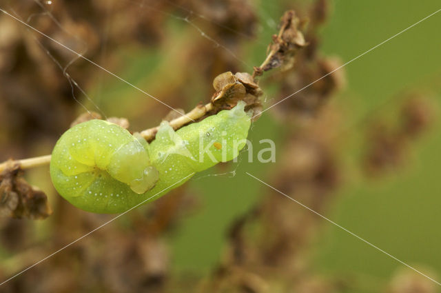 Meldevlinder (Trachea atriplicis)