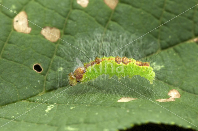 Moerasbos-uil (Acronicta strigosa)