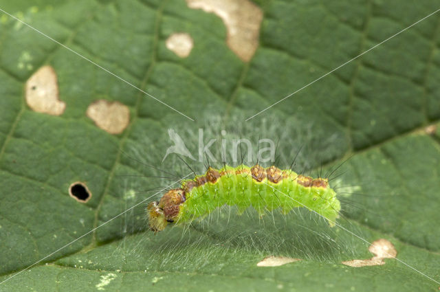 Moerasbos-uil (Acronicta strigosa)