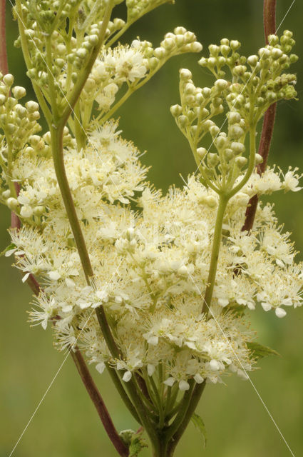 Moerasspirea (Filipendula ulmaria)